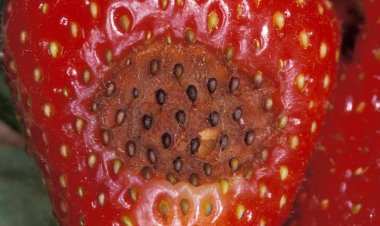 Experto estadounidense visitó el Maule por plaga nemátodo de la frutilla