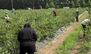 (VIDEO) Positiva temporada de cosecha de arándanos en Exportadora San Rafael Limitada: más de mil personas trabajando y apuntando a nuevos mercados