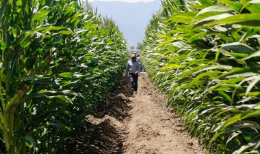 Programa de Cobertura de Precios al Maíz: INDAP abre inscripción a subsidio para usuarios de las regiones de O´Higgins hasta Biobío