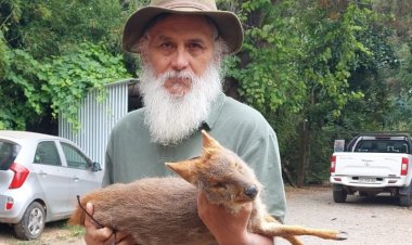 (IMAGEN SENSIBLE) Perros matan a Pudú en sector "El Culmén" de Linares y otro es atropellado en la zona de Malcho en la comuna de Longaví