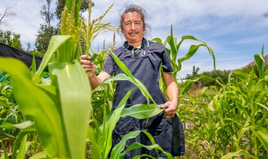 Más de 640 productores acceden a subsidio INDAP en resguardo a caída del precio del maíz