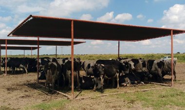 Entregan recomendaciones de cuidados a animales por ola de calor