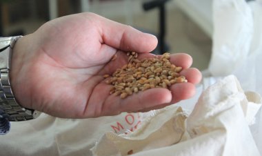 COTRISA abre proceso de compra de trigo para la presente temporada