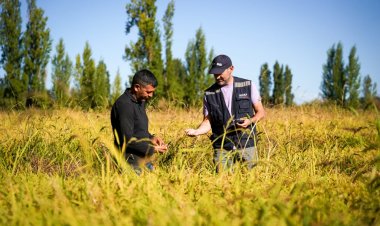 MINAGRI destinará $7.582 millones para fortalecer la producción nacional de cultivos tradicionales