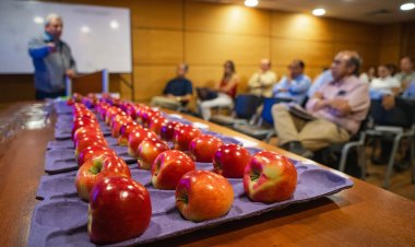 Temperaturas extremas de verano causaron efectos negativos en las manzanas