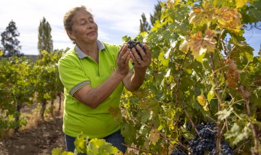 Indap destina $1.520 millones en apoyo de pequeños viñateros de Maule y Ñuble