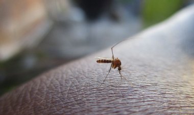 ¿Qué es el dengue y por qué preocupa a especialistas de salud?