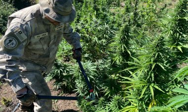 (VIDEO) Linares: PDI incautó marihuana en la precordillera equivalente a 5 mil millones de pesos