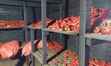 Palmilla: comenzó la temporada de ahumado de ají en Zarandas con acompañamiento de la Universidad Católica del Maule y la Municipalidad de Linares