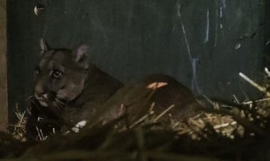 (VIDEO) Trasladan a “Casa Noé, Mundo Animal” de Linares ejemplar de Puma juvenil  rescatado de “guache” en la precordillera de la comuna de Romeral