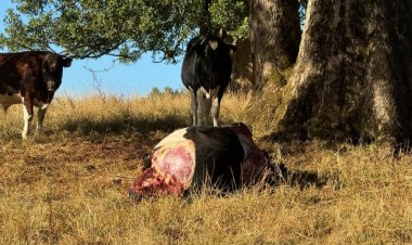 Linares: banda de cuatreros suma 85 años de cárcel por diversos delitos