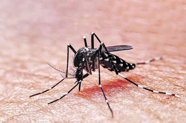 Es poco probable que los contagios de dengue se extiendan por fuera de la Región del Maule