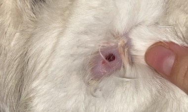 (IMAGEN SENSIBLE) Desconocidos disparan con rifle a postones a gatos en el área poniente de Linares