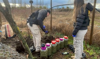 (VIDEO) PDI encontró 20 kilos de marihuana enterrados en una parcela