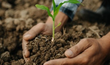 Olas de calor: el impacto de las altas temperaturas en los cultivos chilenos