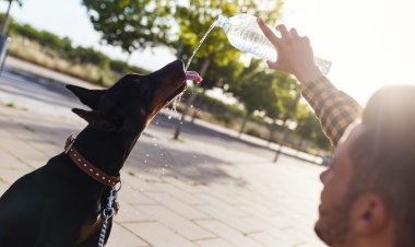Calor y mascotas: recomendaciones para un verano de altas temperaturas
