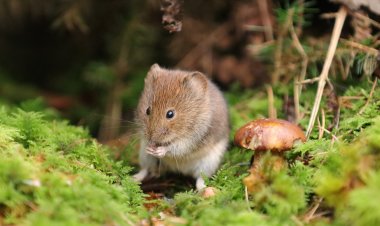 Hantavirus en Chile: un enemigo invisible