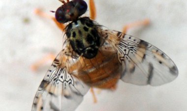 SAG intercepta fruta con larvas de Mosca de la Fruta en control fronterizo Paso Vergara