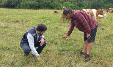 Ganadería regenerativa: productor de Colbún valora nueva vida en el suelo y destaca rentabilidad