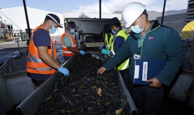 SAG refuerza fiscalizaciones en la vendimia 2025 para garantizar la transparencia del mercado