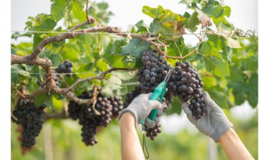 Mejoras en la postcosecha: clave para enfrentar aranceles de Trump