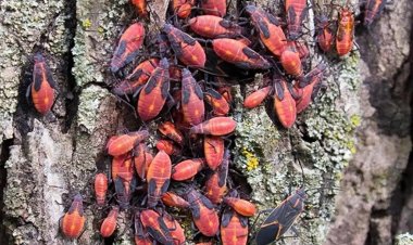 Especialista Uchile advierte presencia inusual de chinche de Arce en pleno otoño