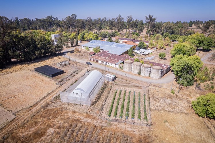 INIA Cauquenes conmemora 100 años de historia, ciencia y compromiso con la agricultura de secano