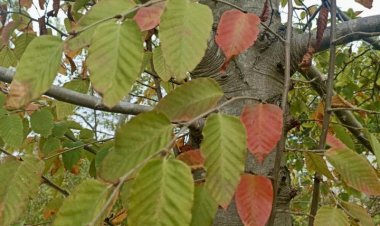 Exitoso inicio de mesa de trabajo para proteger el ruil en el Maule