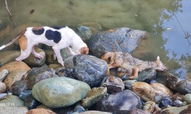(IMÁGENES SENSIBLES) Perros matan zorro culpeo al interior del sector embalse Ancoa