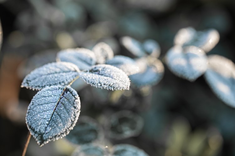 Proyecciones de invierno: Lluvias cortas e intensas seguidas de largos periodos de frío extremo