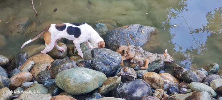 (IMÁGENES SENSIBLES) Perros matan zorro culpeo al interior del sector embalse Ancoa