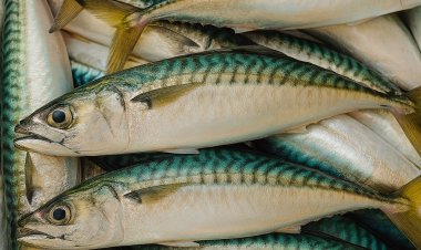 ¿Es realmente jurel?: Nutricionista UOH advierte importantes diferencias nutricionales en especies sustitutas halladas en conservas