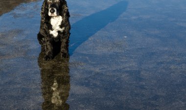Mal clima y mascotas desprotegidas: Qué sanciones arriesgan sus dueños
