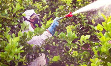 Especialistas alertan sobre nuevas plagas en frutales producto del cambio climático