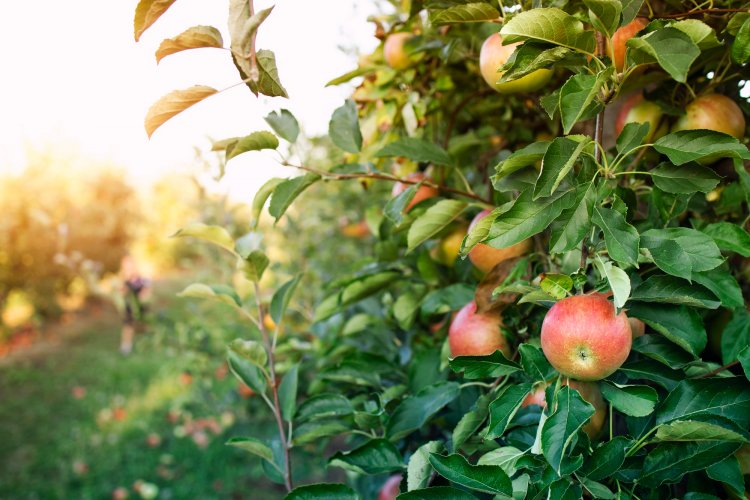 Brotaciones tempranas y estrés hídrico: doble desafío para el agro chileno en este invierno 2025