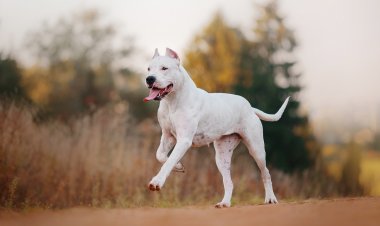 Razas potencialmente peligrosas