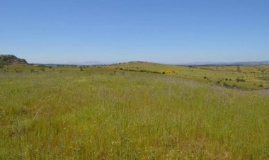 (VIDEO) Condenan a estafador por venta fraudulenta de loteos en Longaví