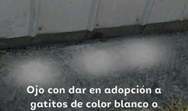 (IMÁGENES FUERTES) Linares: impacto por gatitos decapitados