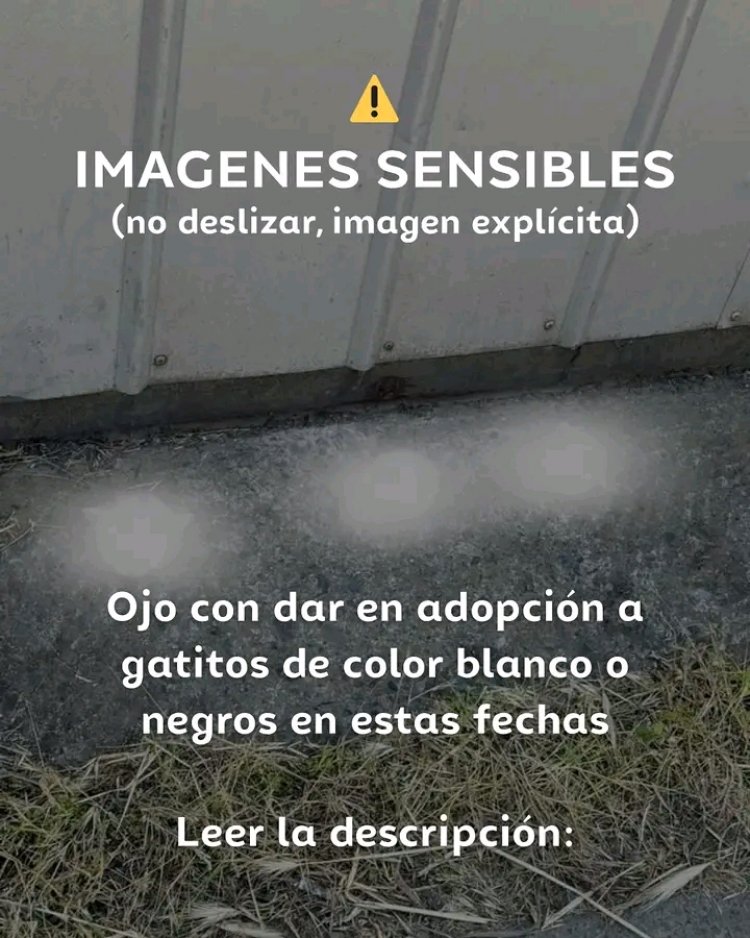 (IMÁGENES FUERTES) Linares: impacto por gatitos decapitados