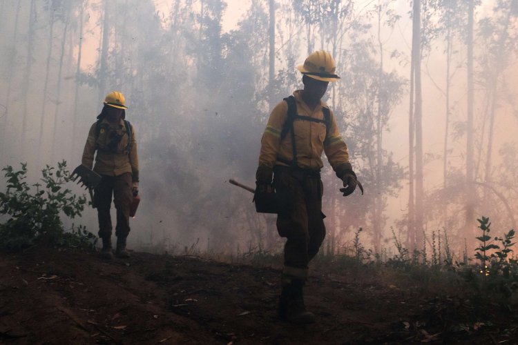 Proponen profesionalizar a brigadistas forestales para desempeñar rol preventivo anual