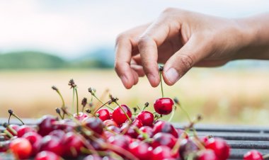 Cerezas: Cambio climático obliga a replantear estrategias en su producción