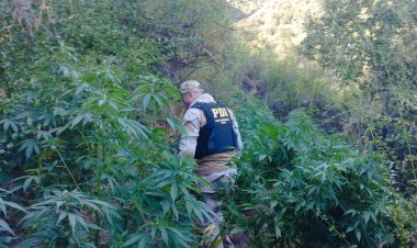 (VIDEO) PDI decomisa más de mil platas de marihuana en operaciones simultáneos en Rauco y Constitución