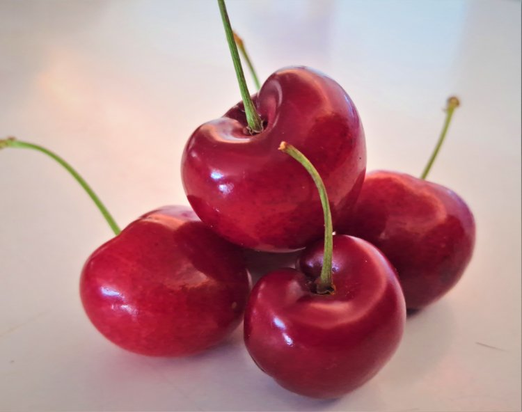 INIA Rayentué impulsa  innovación clave para el cerezo