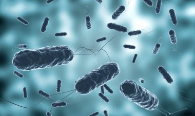 Académicas indagarán efecto renal por helicobacter pylori