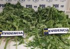 Linares: PDI incautó plantas de marihuana avaluadas en 5 millones de pesos