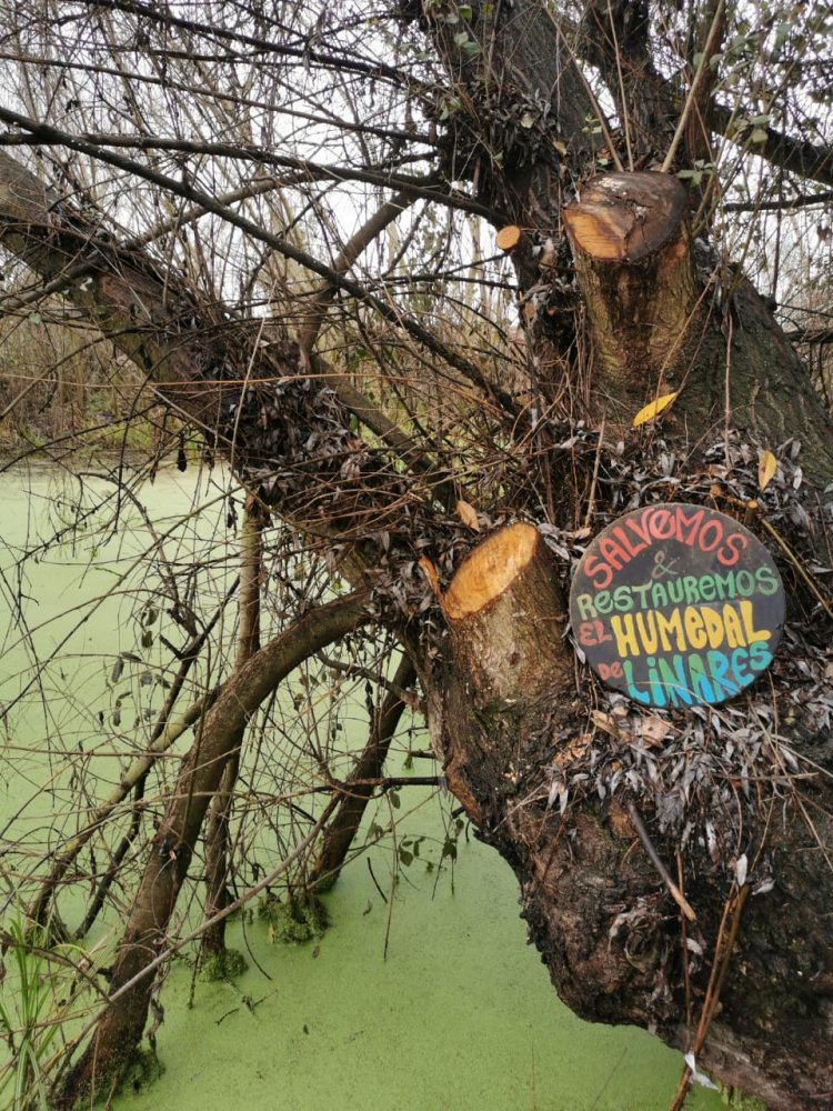 Día Mundial de los Humedales: experta UOH entrega seis recomendaciones para proteger estos ecosistemas clave