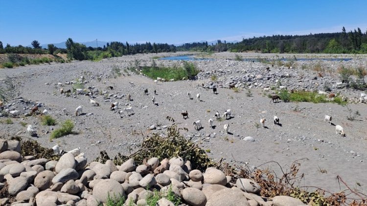 Difícil situación hídrica afecta al Maule