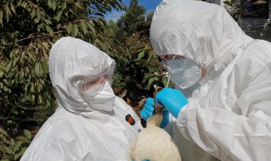 SAG confirma caso de influenza aviar H5N1 en aves silvestres en la Región de Valparaíso