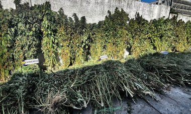 (VIDEO) PDI incauta plantas de marihuana en Longaví, Retiro y San Clemente