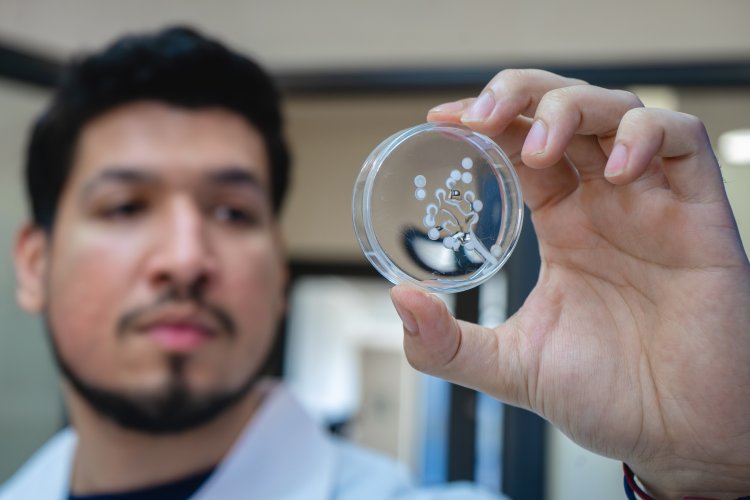 Investigadores crean hidrogel a base de veneno de avispa que cura lesiones de pie diabético